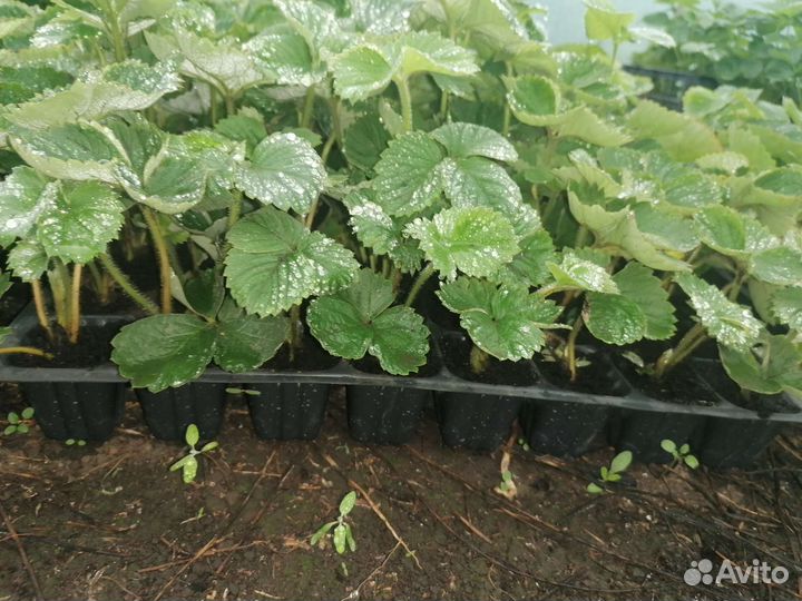 Рассада клубники