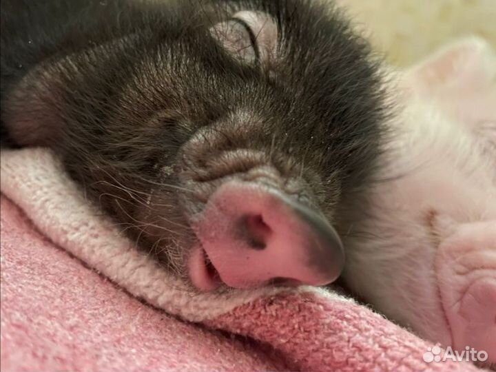 Вьетнамские поросята