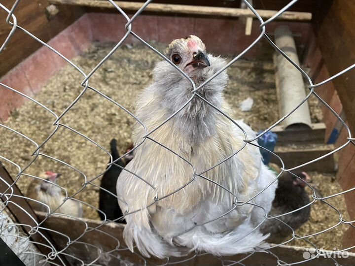 Петушок : Америукана