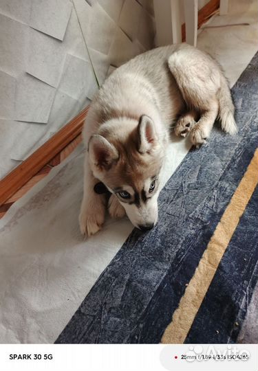 Щенок хаски