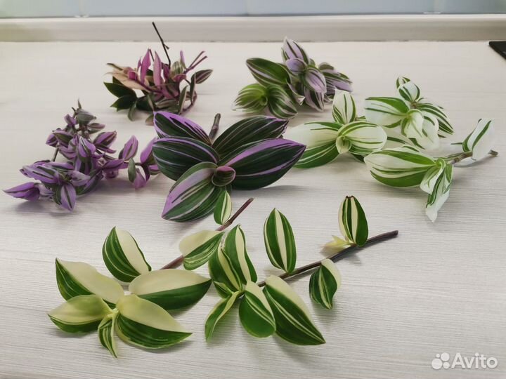 Сортовые традесканции