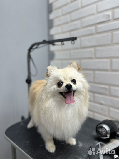 Груминг собак и кошек