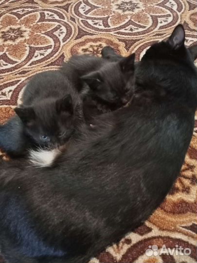 Кошка в дар бесплатно