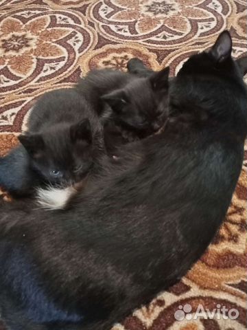 Кошка в дар бесплатно