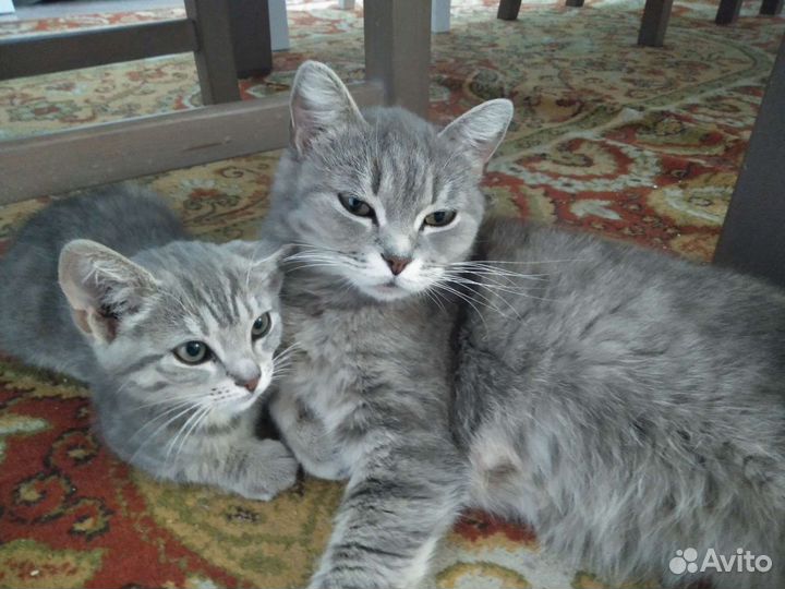 Британский котенок