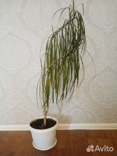 Пальма драцена