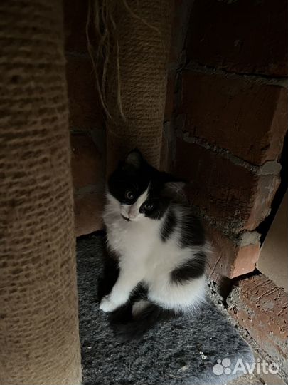 Котята в добрые руки даром девочка