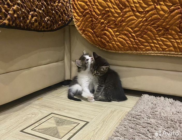 Котята - Крысоловки