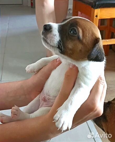 Щенки Джек Рассел Терьера