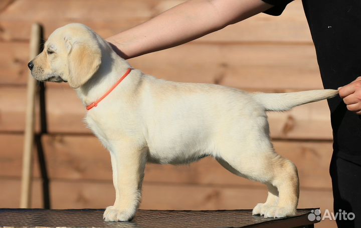 Лабрадор ретривер щенки палевые и шоколад