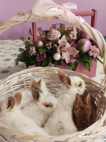 Декоративные кролики