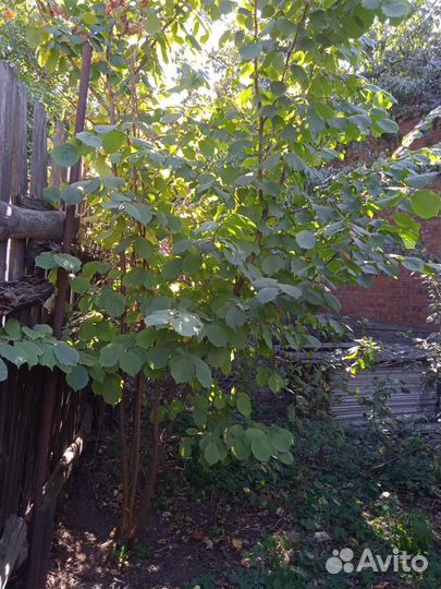 Лещина фундук