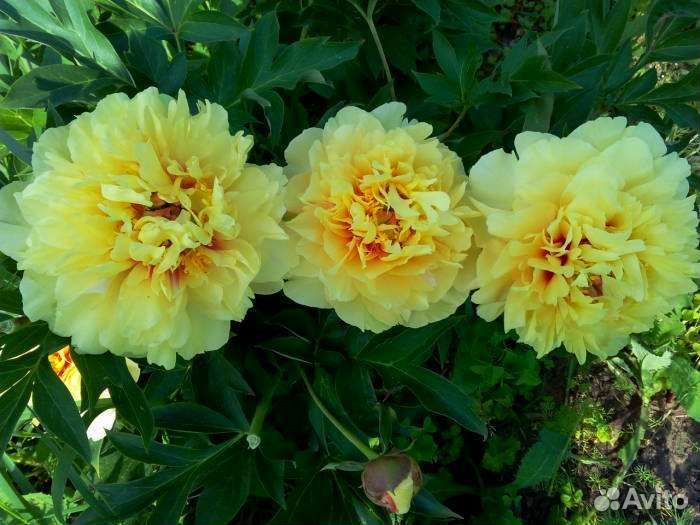 Пионы ито гибриды