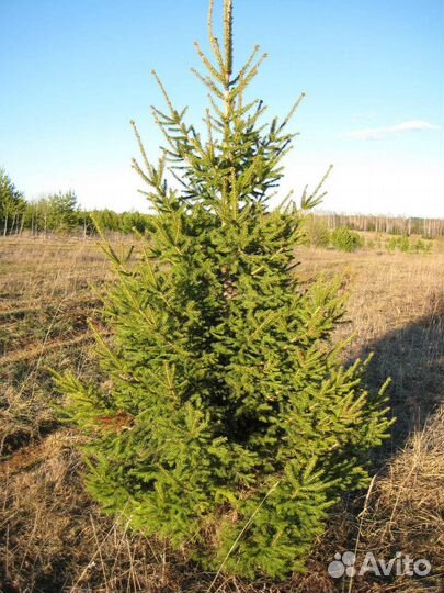 Саженцы Сибирской Ели