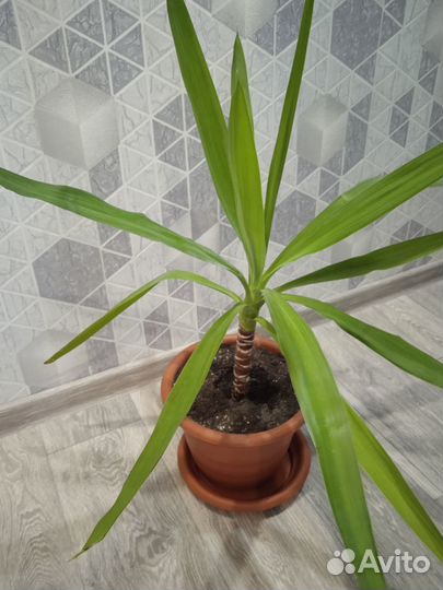 Пальма юкка