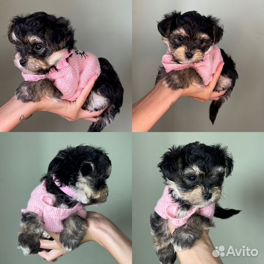 Йоркширский терьер мини беби фейс щенки