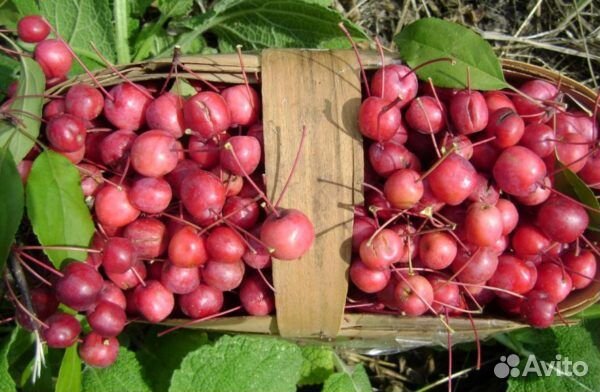 Яблоня Недзвецкого