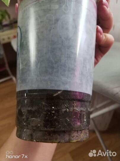 Монстера елоу splash