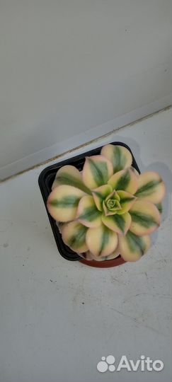 Эониум Старберст