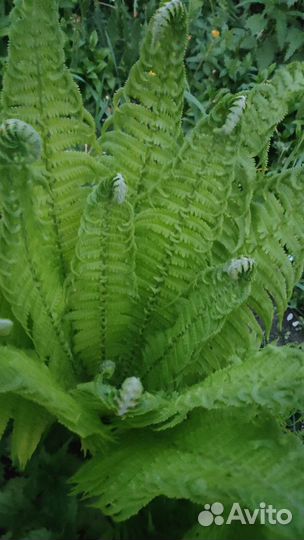 Папоротник