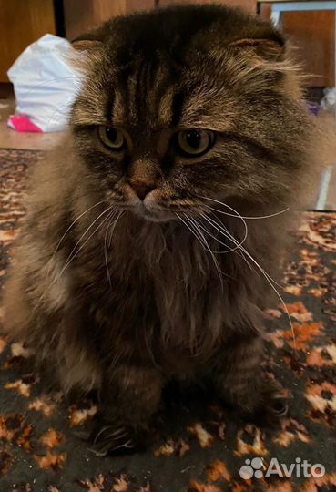 Отдам кота в добрые руки