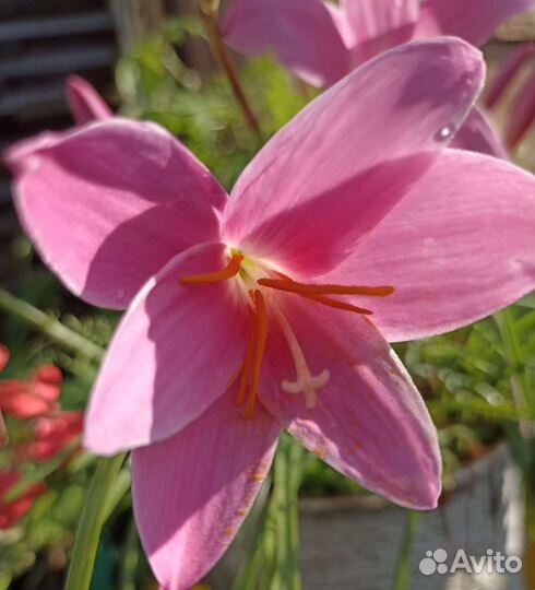 Зефирантес розовый и белый. Шпрекелия