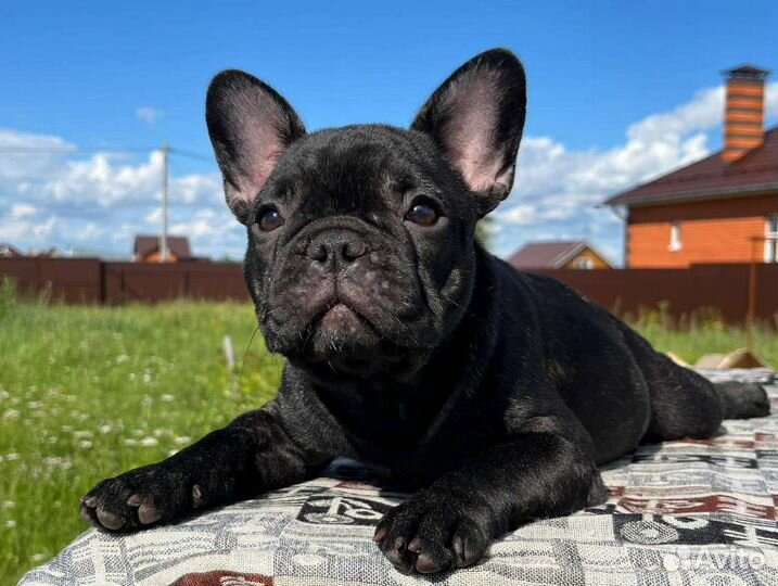 Изящная француженка