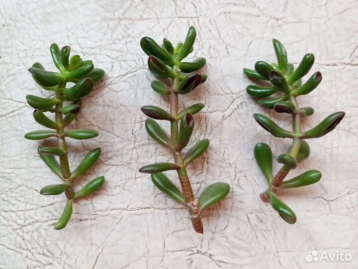 Крассула хоббит, отростки