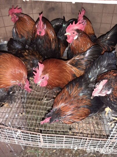 Петушки декоративные