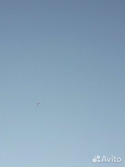 Продажа голубей