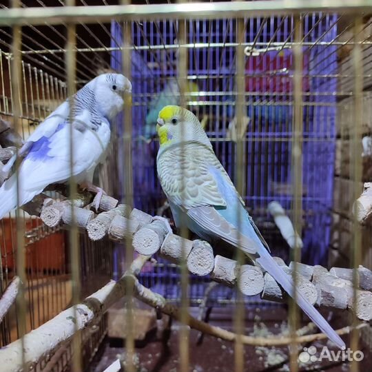 Волнистые попугаи. Пара