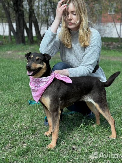 Собака в добрые