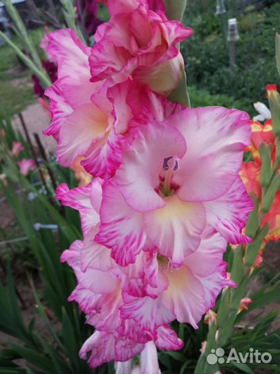 Гладиолусы луковицы