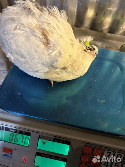 Инкубационное яйцо Подмосковный Белый гигант