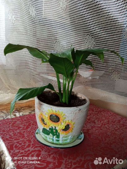 Спатифиллум