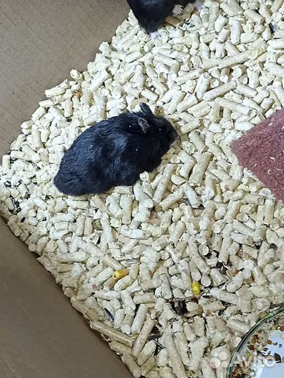 Джунгарский хомяк бесплатно