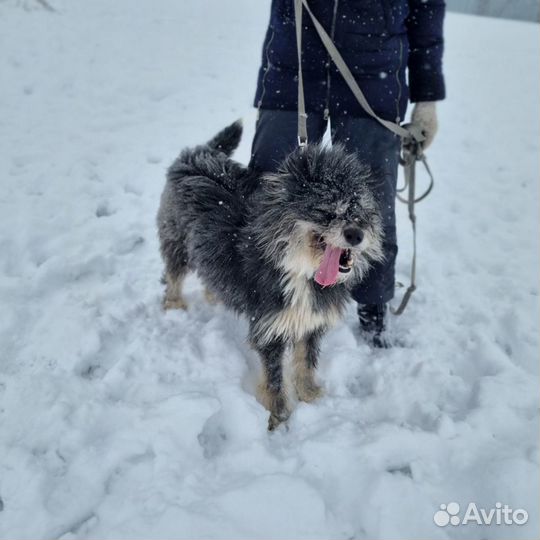 Пес в добрые руки