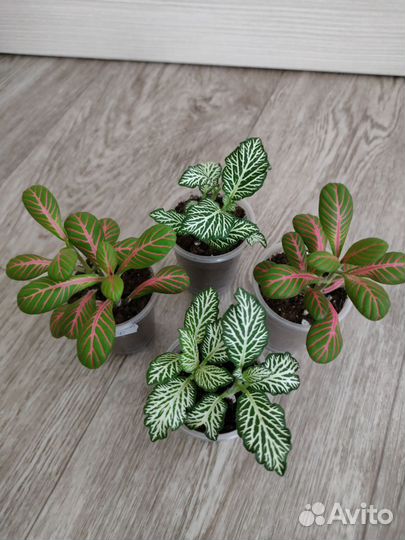 Фиттония Сингониум Гинура Пеперомия Нематантус