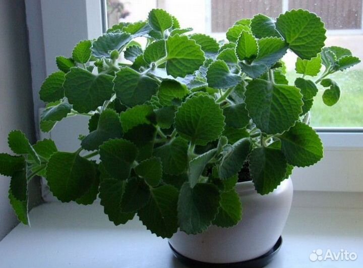 Мята комнатная