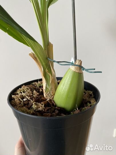 Орхидея Peristeria Albirosa