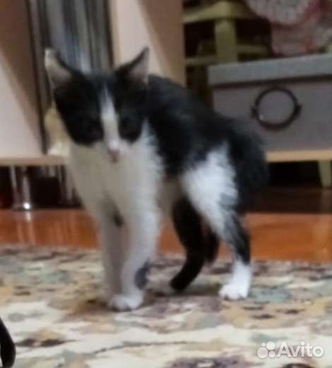 Котянок ищет дом (2 мес., девочка)