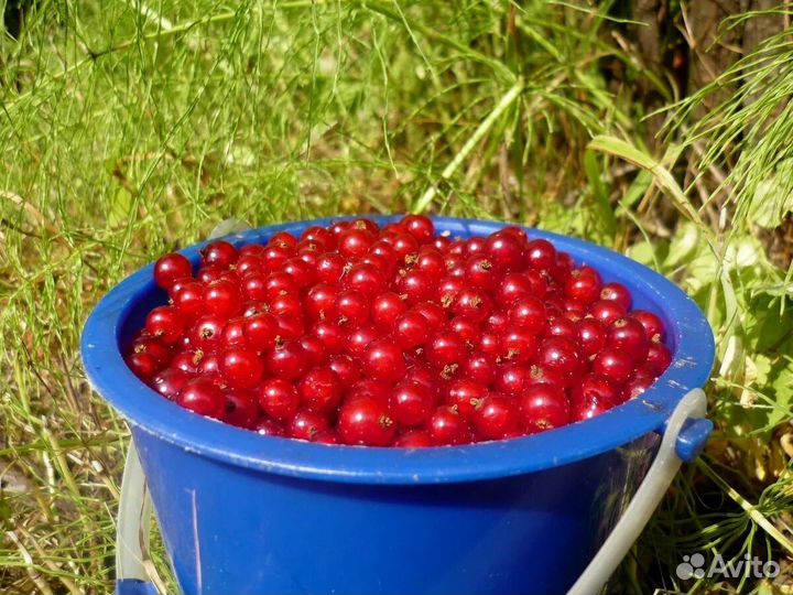 Малина ягоды