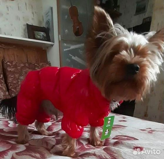 Зимний комбинезон бу для собак мелких пород