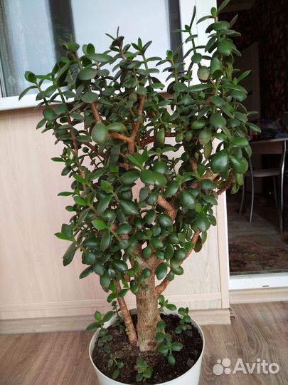 Денежное дерево толстянка