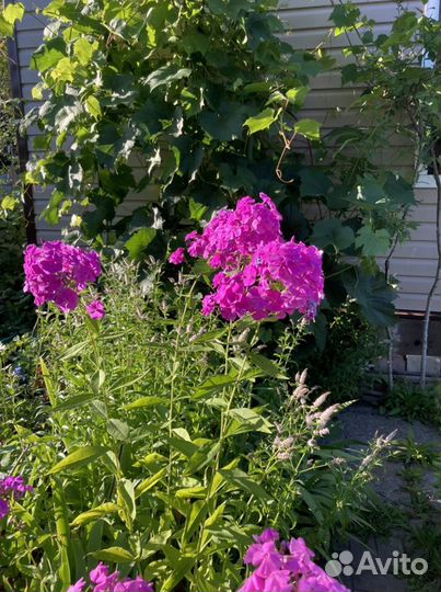 Флоксы очень симпотичные