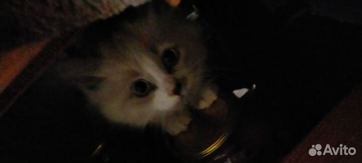 Коты бесплатно