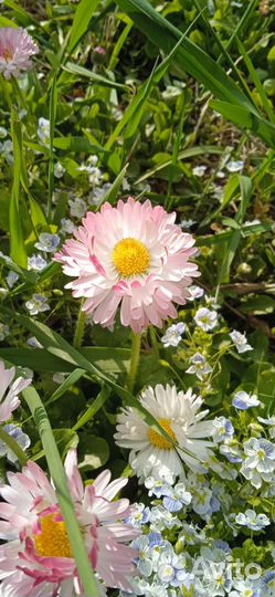 Маргаритки