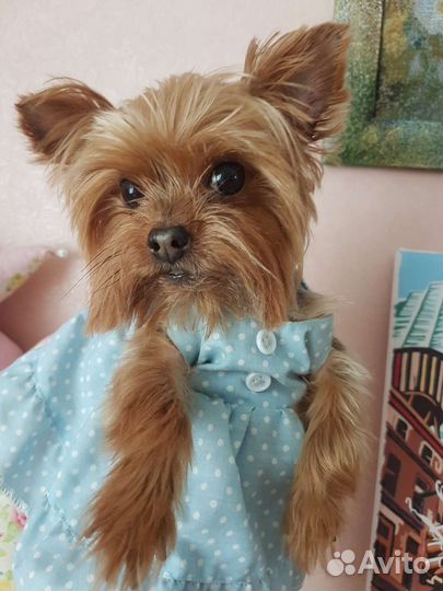 Передержка для собак, догситтер