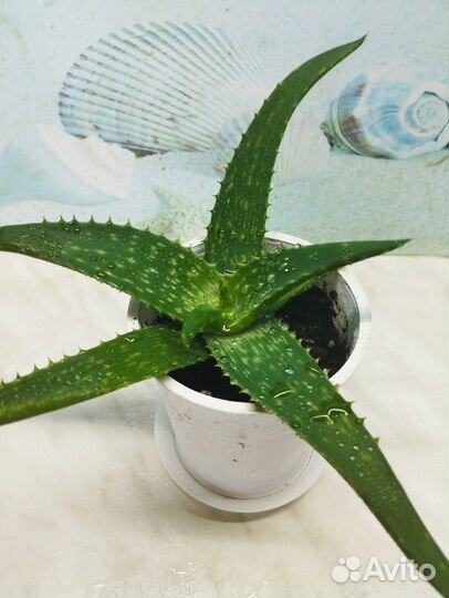 Цветок алоэ вера