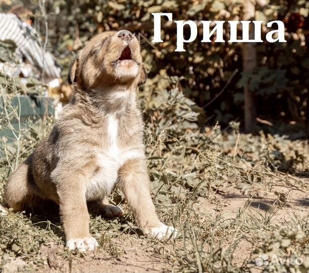 Маленькие карапузики ищут дом